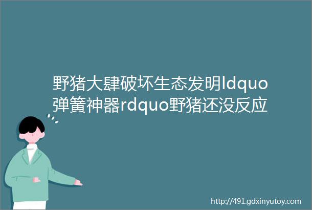 野猪大肆破坏生态发明ldquo弹簧神器rdquo野猪还没反应过来就被套住